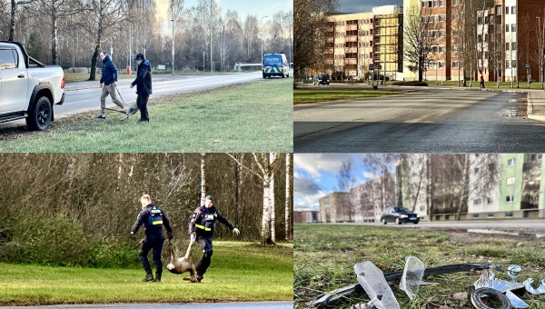 Kits jäi Võru linnas auto alla